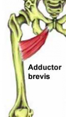 Origin
Body of pubis Inferior pubic ramus 


 Insertion 
Upper 1/3 linea aspera


 Action
Hip adduction Internal rotation 


 Innervation
Obturator nerve
