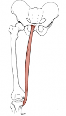 Origin
Body of pubis Inferior pubic rams


Insertion
Medial surface of tibia (yes anserinus) 


Action
Hip adduction Knee flexion


Innervation
Obturator nerve