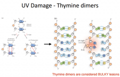 UV Damage - Thymine Dimers
