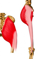 Origin
Surface of posterior gluteal line, sacrum, coccyx


 Insertion
Iliotibial band Gluteal tuberosity


 Action
Hip extension Hip abduction External rotation


 Innervation
Inferior gluteal nerve