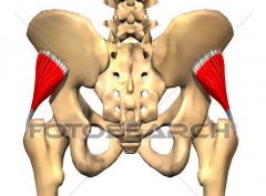 Origin
Surface between anterior and inferior gluteal lines


Insertion
Greater trochanter


Action
Hip abduction Internal rotation 


 Innervation
  Superior gluteal nerve
