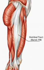 Iliotibial band 


• Originates at the iliac tubercle 


• Inserts into the lateral tibial condyle 


• Provides stability during knee extension 


• Common site of pain in runners