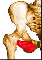 Origin
Obturator membrane 


 Insertion
Greater trochanter


 Action
Hip abduction (when hip is in flexion)	


 Innervation 
 Nerve to obturator interns