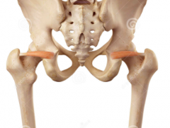 Origin
Ischial spine 


Insertion 
Greater trochanter


Action Hip abduction (when hip is in flexion)	


Innervation 
Nerve to obturator interns