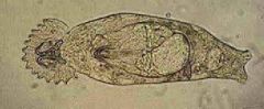 Gyrodactylus turnbulli