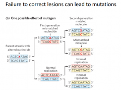 What is one effect if we fail to correct the lesion and it becomes a mutagen?