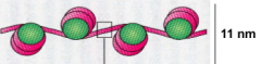 =Chromatinstruktur 
Nukleosomenkette in "Perlschnur"-Form 
--> Assoziation mit Histonen
DNA : Histone = 1:1
