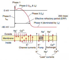 Phase 0 = rapid upstroke and depolarization; voltage gated Na+ channels open (increase in conductance)