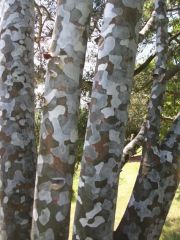 Pinus bungeana 
-picturesque multi-trunked and upright, oval tree
- beautiful grey/green, mottled, exfoliating bark becomes chalky white on mature trees and is one of the best Pines for this character. 

 