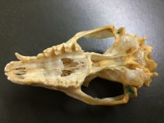 Dasyurids (e.g. Tasmanian Devil)


Found in Australia, New Guinea


Glossy skull, LARGE auditory bullae