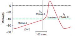 Phase 4 = slow diastolic depolarization; membrane potential spontaneously depolarizes as Na+ conductance increases (If different from INa in phase 0 of ventricular AP)


-accounts for automaticity of SA and AV nodes


-slope of phase 4 determi...