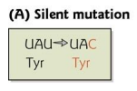 Mutation that doesn’t affect the protein at all. For example, we could
have UAU could accidentally by changed into UAC, but wouldn’t make a difference
because they both encode for Tyr.
