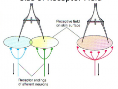 For the receptor field on the left, there are _______ receptive fields that stimulated by the _______ points of stimulation