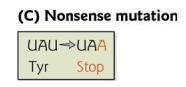 Mutation that introduces a STOP codon by changing a single nucleotide.
If this happens at any point within the reading frame, we will have a truncated
form of a protein. Will interrupt the proteins function
