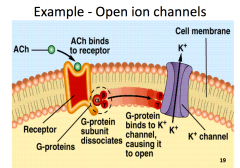 The beta and gamma units activate the ion channel