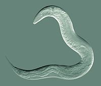 Roundworms (ascarids)