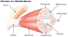 1. A fascicle is a bundle of skeletal muscle fibers surrounded by perimysium.

2. A sheath of connective tissue that groups muscle fibers into bundles.

3. A wispy layer of areolar connective tissue that ensheaths each individual myocyte.

image 95