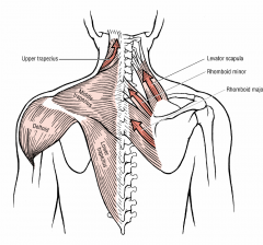levator scapula and rhomboids


injury effects scapular retraction and downward rotation