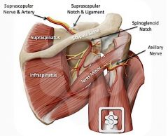from superior trunk and passes beneath trapezius through scapular notch to innervate the supraspinatus and infraspinatus