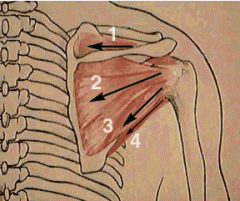 injury to nerve from impingement by the superior transverse scapular ligament causes pain and decreased abd and ER of the shoulder