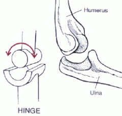 uniaxial hinge between ulnar trochlear notch and the trochlea of the humerus (anterior/inferior)