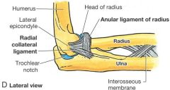 radial collateral ligament: provides lateral stablity


injury may interfere with elbow flexion and extension