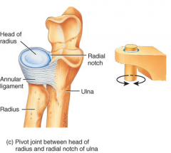 uniaxial pivot joint between the radial proximal head and the medial portion of the proximal ulna