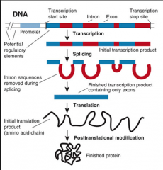 The product of gene expression is usually protein