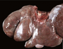 What causes this liver's colour?