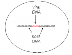 - Viral DNA is taken up into host cell DNA
- Host cells become "transformed" - they still divide like normal human cells but may lose contact inhibition and grow out of control (cancer)