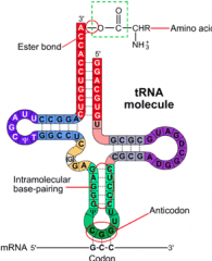 tRNA is the transfer RNA.