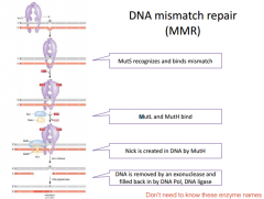 DNA Mismatch Repair