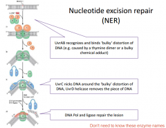 Nucleotide Excision Repair