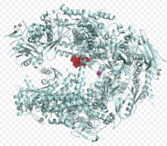 RNA polymerase jons bases of DNA