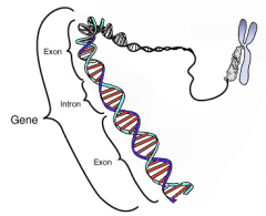 Introns are apart of RNA processing