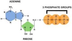 ATP is a phosphorylated nucleotide: Adenosine Triphosphate