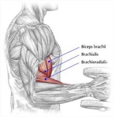 brachialis, biceps brachii, & brachioradialis


 


(flexor carpi ulnaris and pronator teres may contribute)