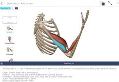 acts in shoulder flexion or extension & forearm supination or pronation