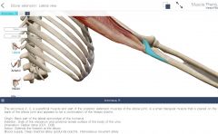 triceps brachii is the main extensor


with ANCONEUS assisting and providing STABILITY during supination and pronation