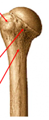 Posterior view of left humerus: label top to bottom