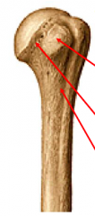 Anterior view of left humerus: label top to bottom
