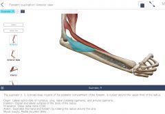 supinator and biceps brachii
