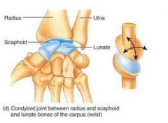 biaxial ellipsoid between radius (concave) and scaphoid and lunate (convex)