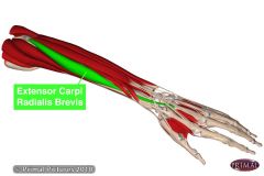 Extensor carpi radialis brevis ECRB which holds wrist in slight extension