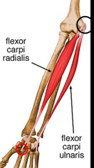 FCR and FCU


FCR is more effective


finger flexors can flex wrist (need to be stabilized during MMT)