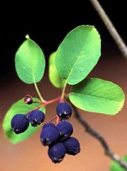 Amelanchier Alnifolia 

(Western service berry)