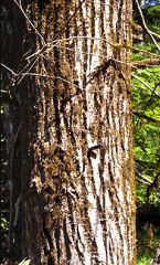Populus Balsamiferia 

(Black cotton wood) 