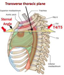 1. Separation of superior and inferior mediastinum
2. Aortic Arch (start and end)
3. Azygos vein arch to Superior Vena Cava
4. Bifurcation of trachea
5. Thoracic duct from left to right
6. RIb 2
7. T4/T5 vertebral bodies