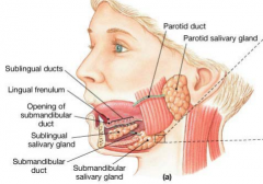 Consists of 99% water and 1% enzymes(amylases and lysozymes). 1-1.5L is secreted daily. 3 glands: submandibular, parotid, sublingual. Duct tubes transport the saliva to the mouth.