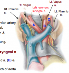 1. Vagus nerves
2. Recurrent laryngeal nerves
3. Phrenic nerves